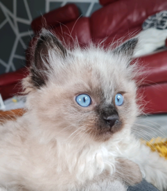 Ragdoll kittens | Cats \u0026 Kittens for 